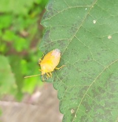 Agapophyta bipunctata