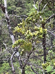Korthalsella complanata