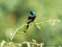 Cinnyris erythrocercus