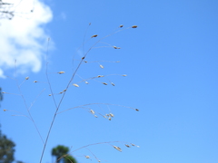 Eragrostis paniciformis