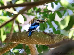 Halcyon senegalensis