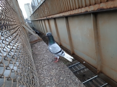 Columba livia domestica