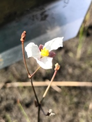 Sagittaria isoetiformis