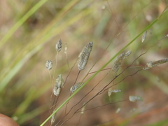 Eragrostis paniciformis
