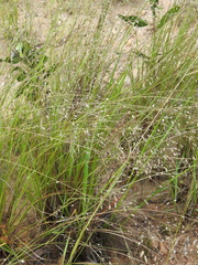 Eragrostis paniciformis