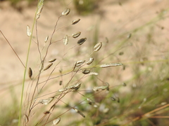 Eragrostis paniciformis