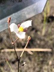Sagittaria isoetiformis