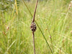 Chorizandra cymbaria