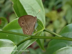 Mycalesis perseoides