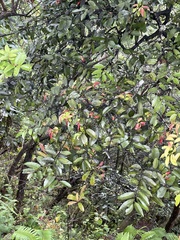 Diospyros sandwicensis