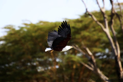 Haliaeetus vocifer