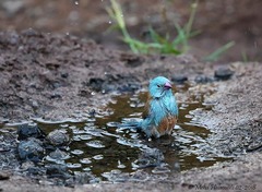 Uraeginthus cyanocephalus