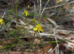 Tricoryne muricata
