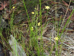 Tricoryne muricata