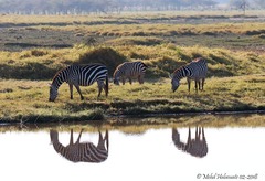Equus quagga boehmi