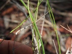 Tricoryne muricata