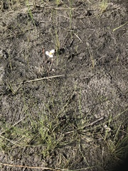 Sagittaria isoetiformis