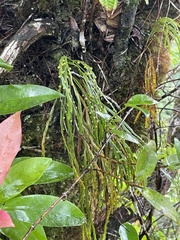 Psilotum complanatum