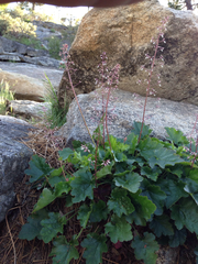 Heuchera rubescens