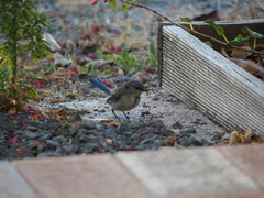 Malurus splendens splendens
