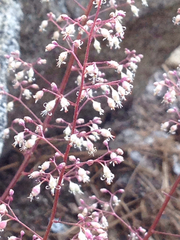 Heuchera rubescens
