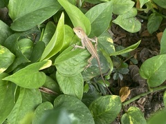 Calotes versicolor