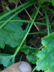 Heuchera rubescens