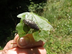 Dicerca berolinensis