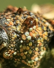 Colobodes billbergii