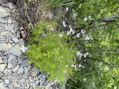 Veronica filifolia