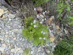 Veronica filifolia