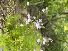 Veronica filifolia
