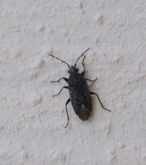 Peritrechus nubilus