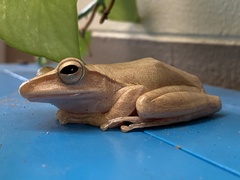 Polypedates megacephalus