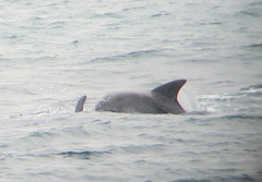 Tursiops aduncus