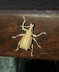 Leptopius nodicollis