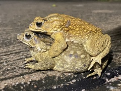 Duttaphrynus melanostictus