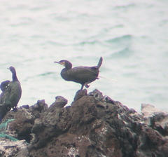 Phalacrocorax capillatus