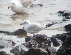 Saundersilarus saundersi