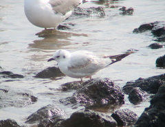 Saundersilarus saundersi