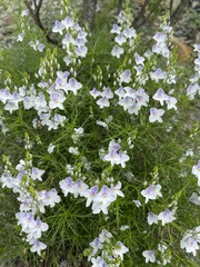 Veronica filifolia