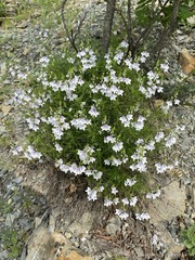 Veronica filifolia
