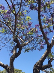 Jacaranda mimosifolia