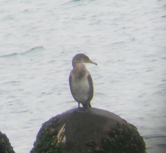Phalacrocorax capillatus