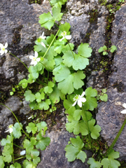 Kumlienia hystricula