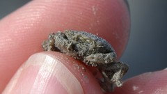 Carcinus maenas
