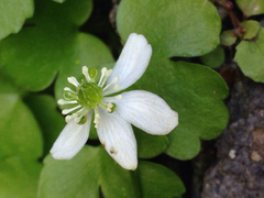 Kumlienia hystricula