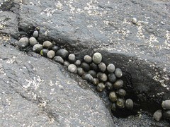 Nerita scabricosta
