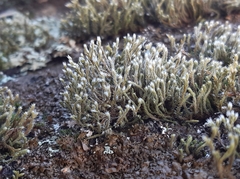 Hedwigia emodica