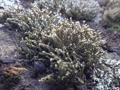 Hedwigia emodica